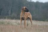 DOGUE ALLEMAND 694